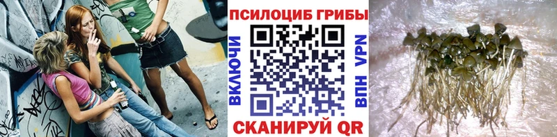 сколько стоит  Малаховка  Псилоцибиновые грибы Psilocybine cubensis 
